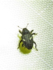 Eubulus bisignatus