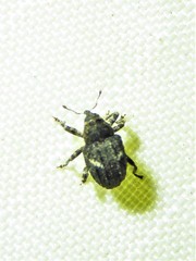 Eubulus bisignatus