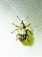 Lignyodes pallidus