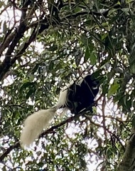 Colobus caudatus