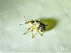 Lignyodes pallidus
