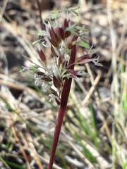 Poaceae