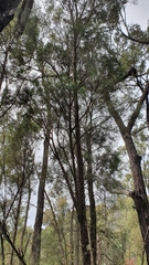 Callitris endlicheri