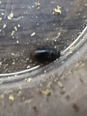 Coleoptera