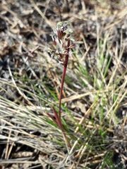 Poaceae
