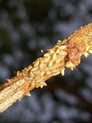 Umbonia crassicornis