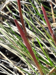 Poaceae