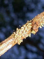 Umbonia crassicornis