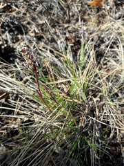 Poaceae