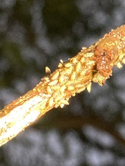 Umbonia crassicornis