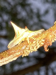 Umbonia crassicornis