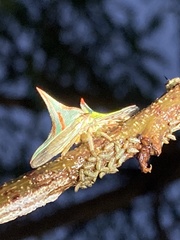 Umbonia crassicornis