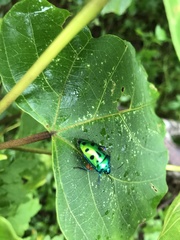 Calliphara excellens