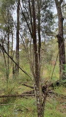 Callitris endlicheri