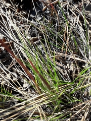 Poaceae