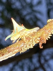 Umbonia crassicornis