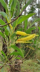 Acacia bulgaensis