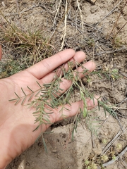 Astragalus filipes