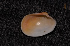 Venerupis anomala
