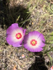 Clarkia gracilis albicaulis