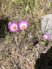Clarkia gracilis albicaulis