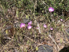 Clarkia gracilis albicaulis