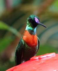 Heliodoxa aurescens