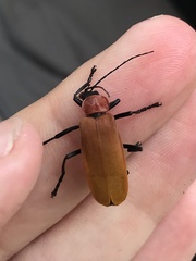 Chauliognathus faustus