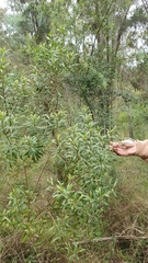 Myoporum montanum