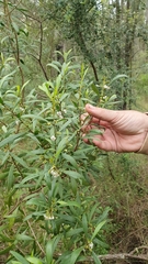 Myoporum montanum