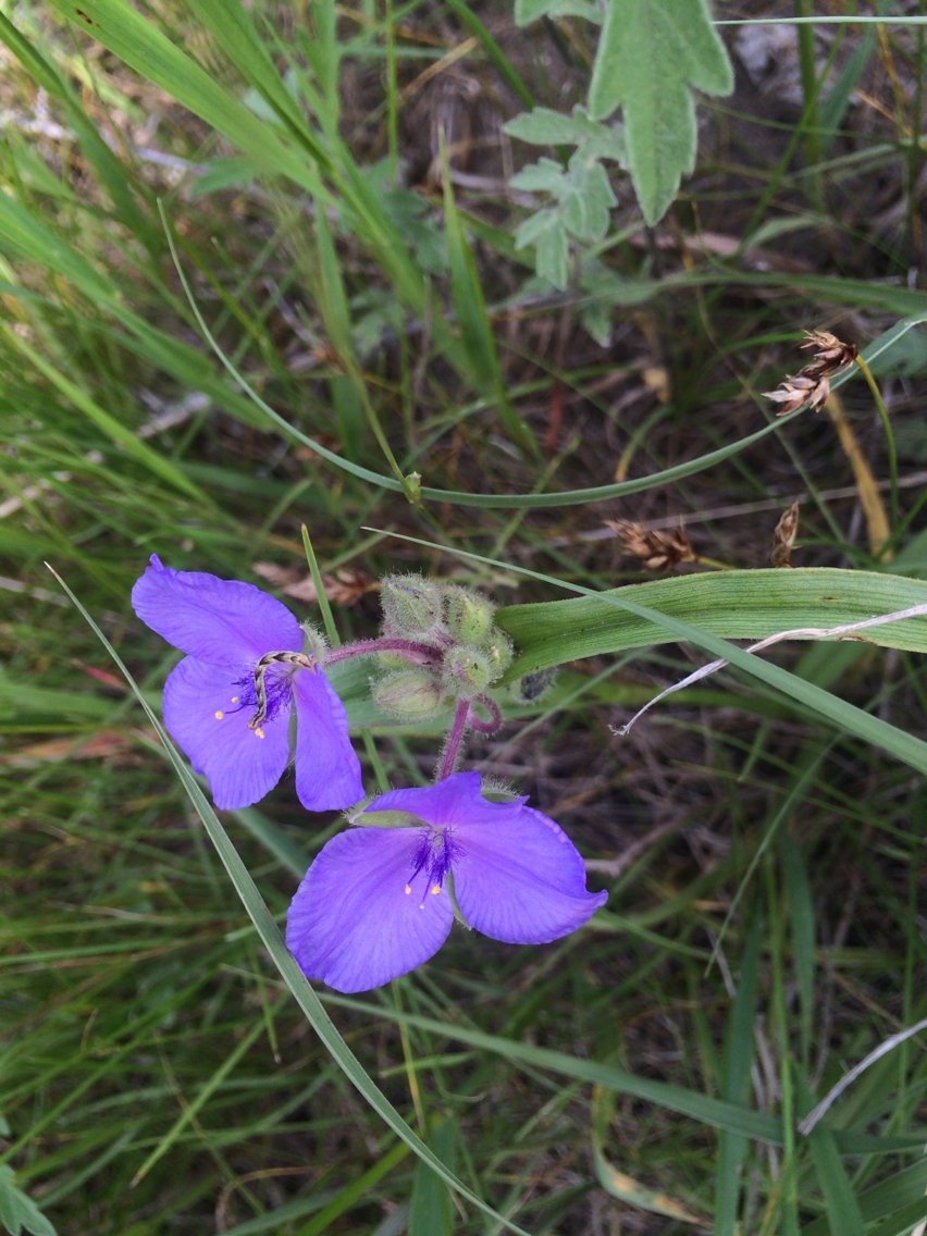 Tradescantia occidentalis var. occidentalis