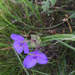 Prairie Spiderwort - Photo (c) c_callison, some rights reserved (CC BY-NC), uploaded by c_callison