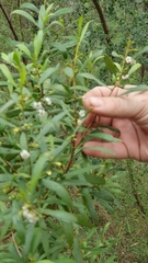 Myoporum montanum