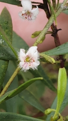 Myoporum montanum