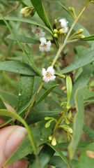 Myoporum montanum