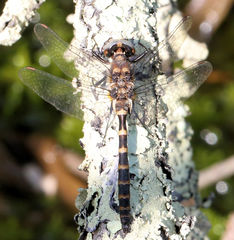 Williamsonia lintneri