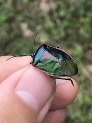 Rhyssocephala