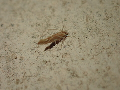 Pyroderces argyrogrammos