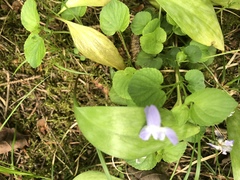 Viola rostrata