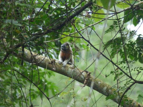 Saguinus leucopus