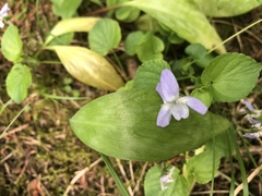 Viola rostrata