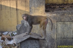 Macaca mulatta