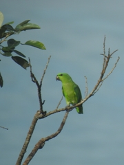 Graydidascalus brachyurus