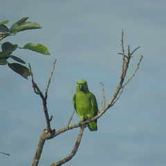 Graydidascalus brachyurus