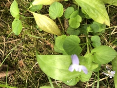 Viola rostrata