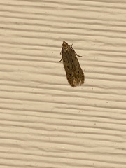 Monochroa quinquepunctella