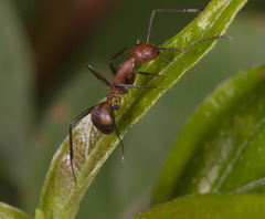 Camponotus nicobarensis