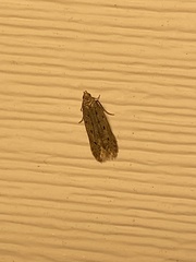 Monochroa quinquepunctella