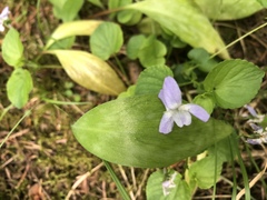 Viola rostrata