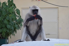 Semnopithecus entellus